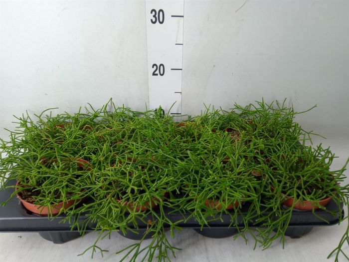 <h4>Rhipsalis clavata 'Easy Sweety'</h4>