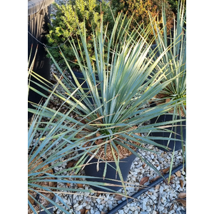 Yucca rostrata