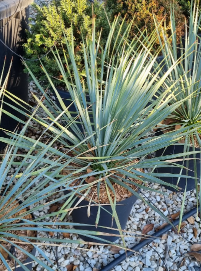 <h4>Yucca rostrata</h4>