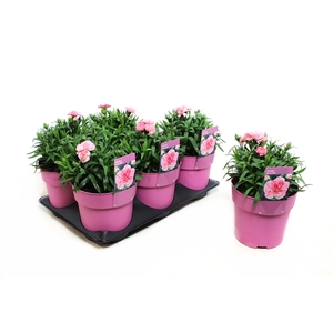 Dianthus Oscar Pink