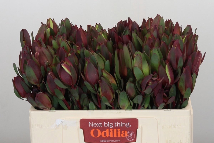 <h4>LEUCAD SENORITA</h4>