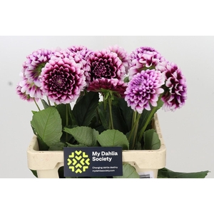 Dahlia Mystery Day