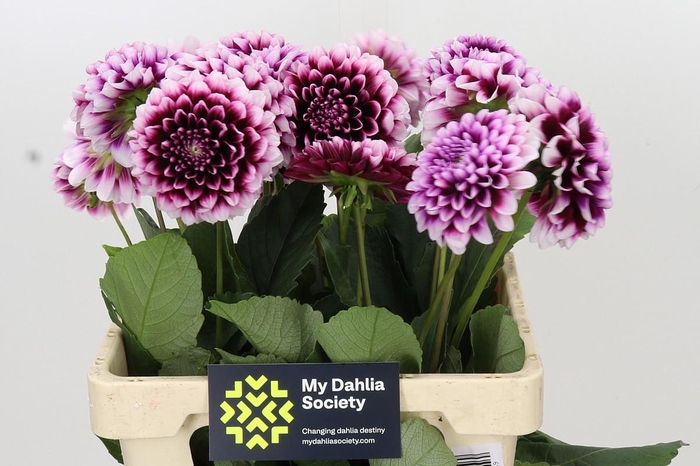 <h4>Dahlia Mystery Day</h4>