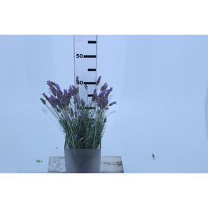 LAVANDULA CORTE 040 CM