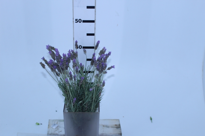 LAVANDULA CORTE 040 CM