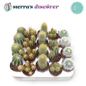 CACTUS GEM