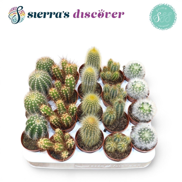 <h4>CACTUS GEM</h4>