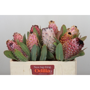 Protea Barbigera