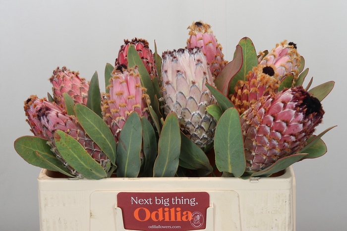 <h4>Protea Barbigera</h4>