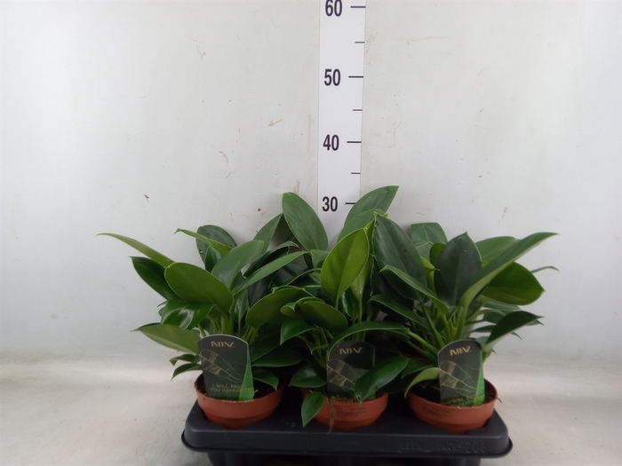 <h4>Philodendron  'Green Princess'</h4>