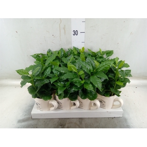 Coffea arabica