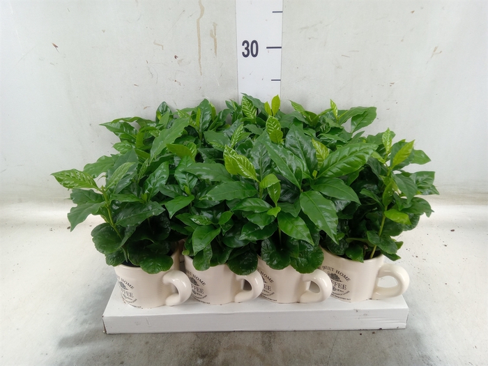 <h4>Coffea arabica</h4>