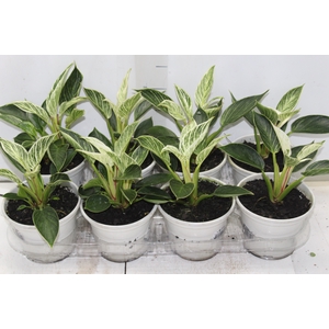 PHILODENDRON BIRKIN P15