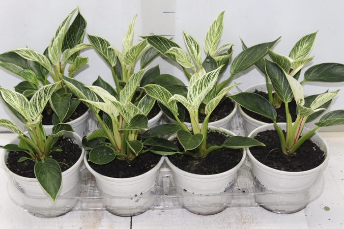 <h4>PHILODENDRON BIRKIN P15</h4>