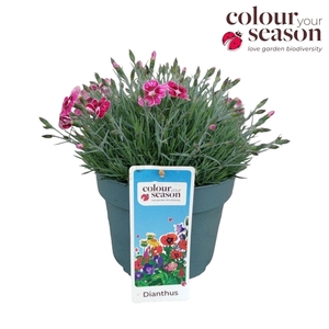 Dianthus caryophyllus