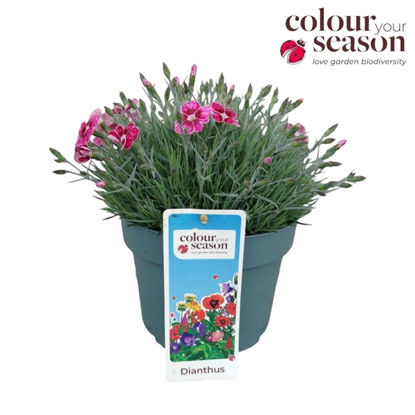 <h4>Dianthus caryophyllus</h4>