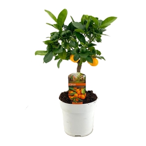 Citrus calamondin