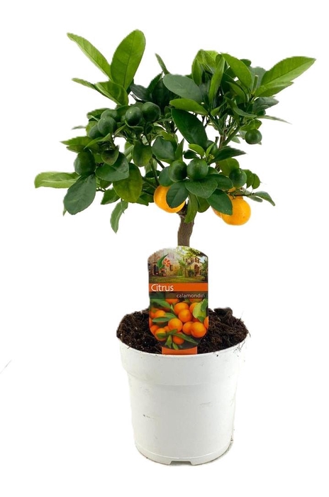 <h4>Citrus calamondin</h4>