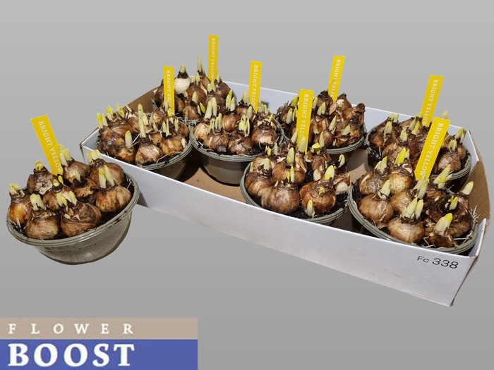 <h4>NARC O TETE A TETE</h4>