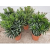 Nerium Oleander struik diverse kleuren