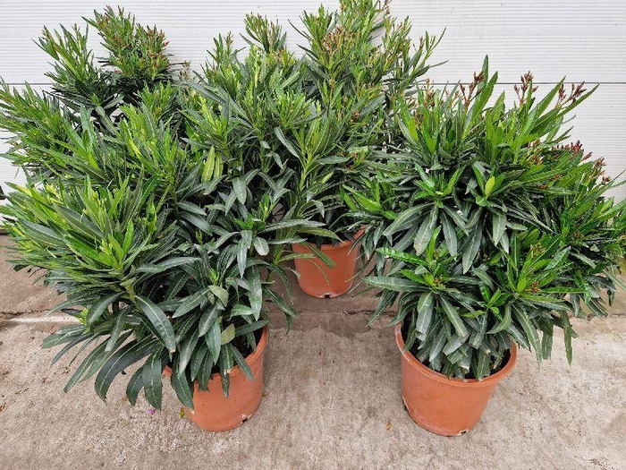 Nerium Oleander struik diverse kleuren