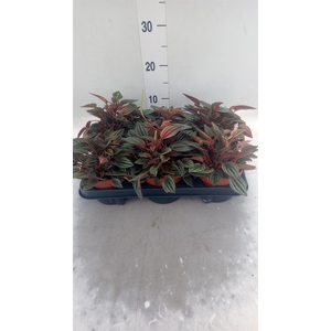Peperomia caperata 'Lima'