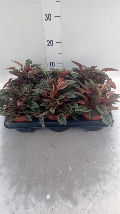 <h4>Peperomia caperata 'Lima'</h4>