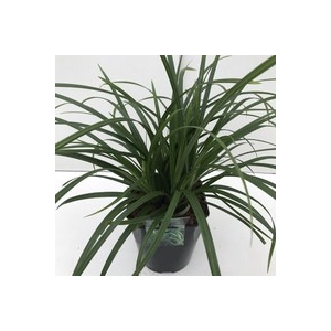 Carex 'Irisch Green'