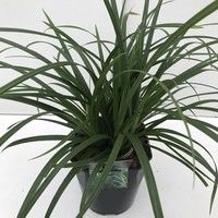 <h4>Carex 'Irisch Green'</h4>