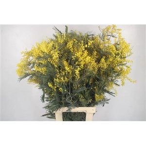 Acacia Mimosa Per Stem Extra