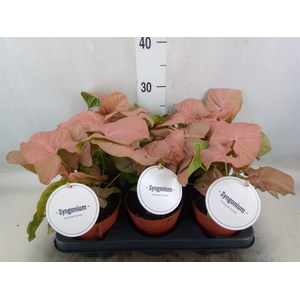 Syngonium   ...