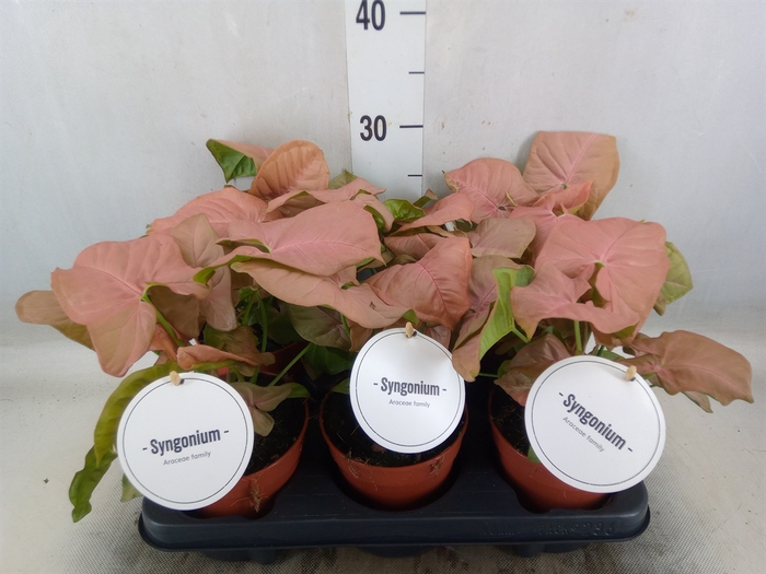 <h4>Syngonium   ...</h4>