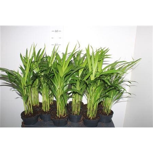 Dypsis Lutescens 10pp