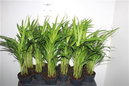 <h4>Dypsis Lutescens 10pp</h4>