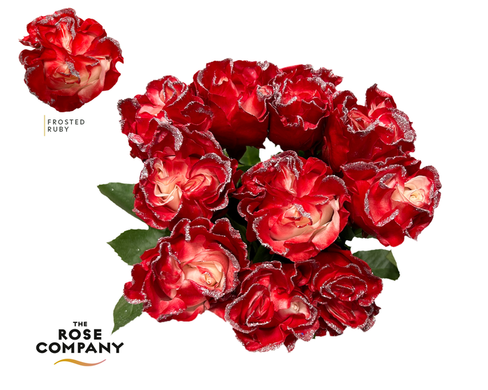 <h4>Rosa Ec Frosted Ruby</h4>