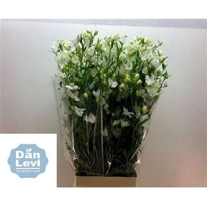 Delph En Morpho Silky White