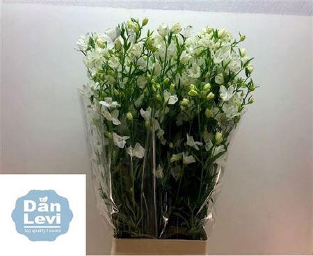 <h4>Delph En Morpho Silky White</h4>