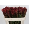 Leucadendron Safari Sunset