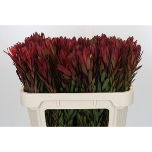 Leucadendron Safari Sunset