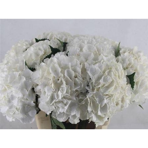 Hydr M Ch Whi Verena 60cm