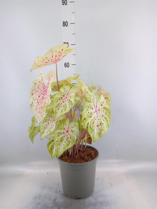 <h4>Caladium   ...</h4>