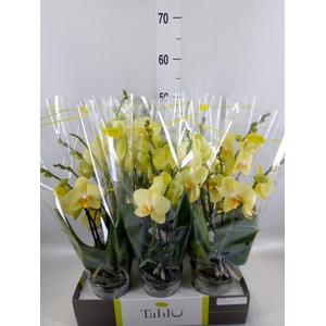 Phalaenopsis   ...yellow
