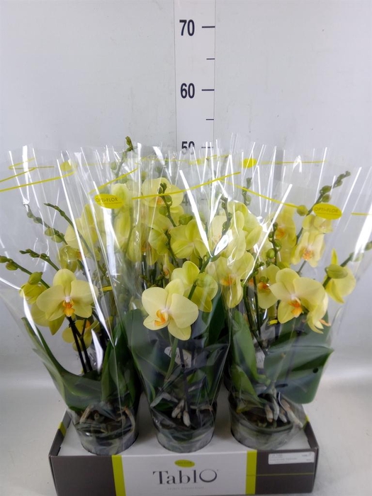 <h4>Phalaenopsis   ...yellow</h4>