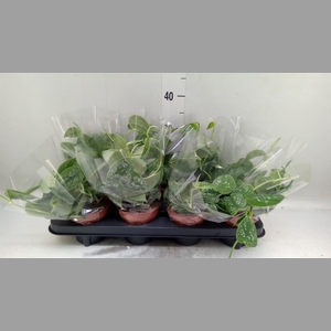 Scindapsus pictus 'Trebie'