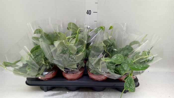 <h4>Scindapsus pictus 'Trebie'</h4>