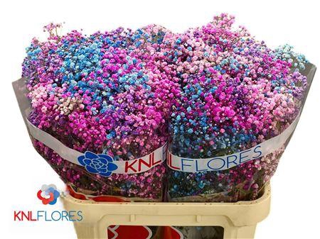 <h4>GYPS KLB H% DISCO 80/40GR</h4>