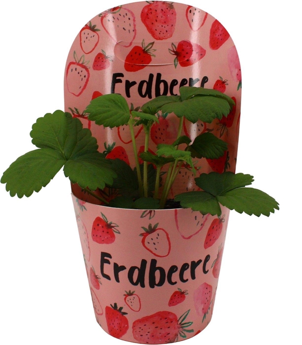 <h4>FRAG BELTRAN</h4>