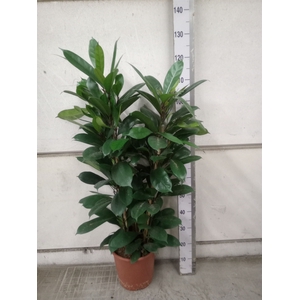 Ficus cyathistipula