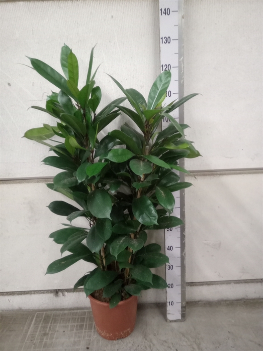 <h4>Ficus cyathistipula</h4>