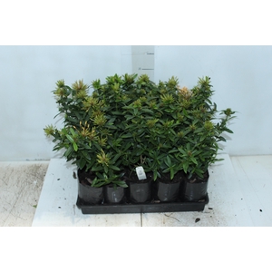 IXORA MINI AMARELO SAQ 30
